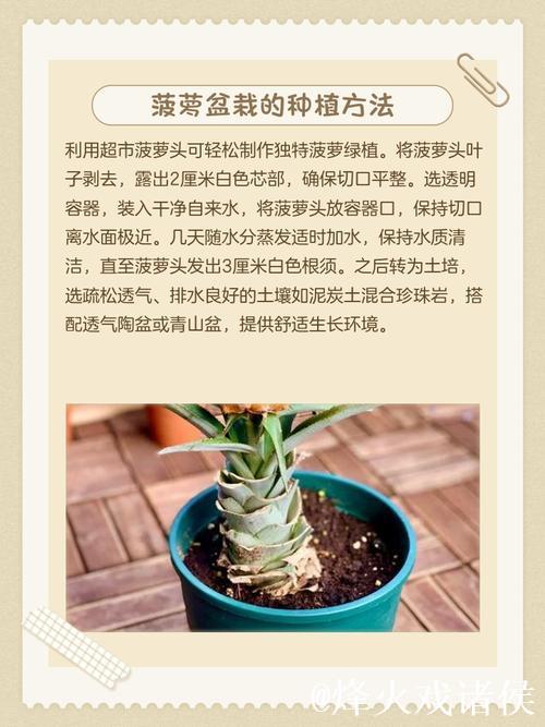 详细讲解菠萝种植方法高清视频教程