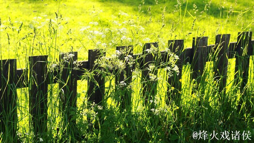 青青草高清视频下载 - 畅享绿色清晰画质